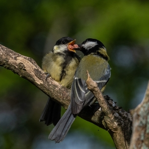 Redwell   02 06 2020   D500   Les 93.jpg